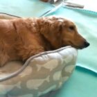 ダックスフンド,動画