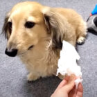 ダックスフンド,動画