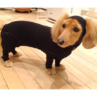 ダックスフンド,動画