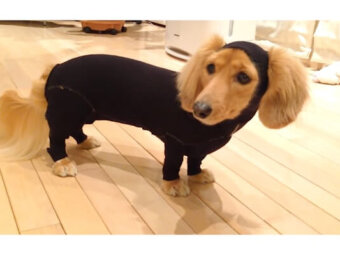 ダックスフンド,動画