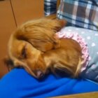 ダックスフンド,動画