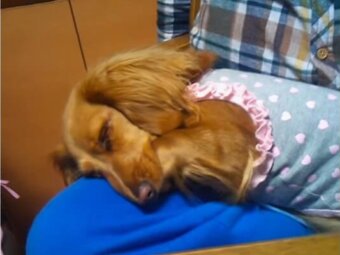 ダックスフンド,動画