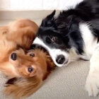 ダックスフンド,動画