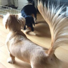 ダックスフンド,動画