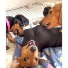 ダックスフンド,動画