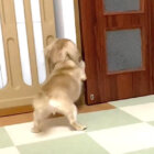 ダックスフンド,動画