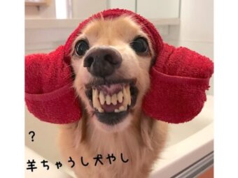 ダックスフンド,動画