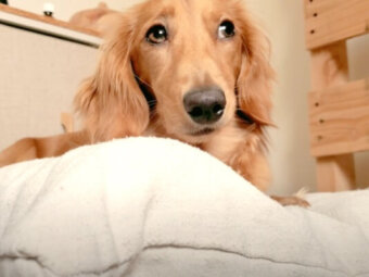 ダックスフンド,動画