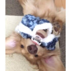 ダックスフンド,動画