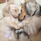 ダックスフンド,動画