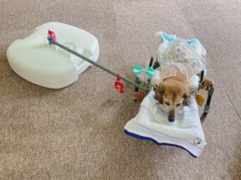 ダックス