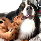 ダックスフンド,動画