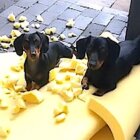 ダックスフンド,動画