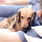 ダックスフンド,動画