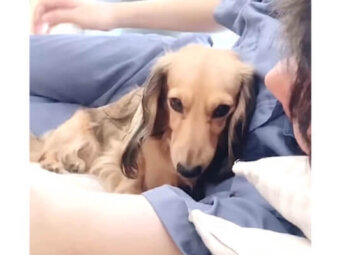 ダックスフンド,動画