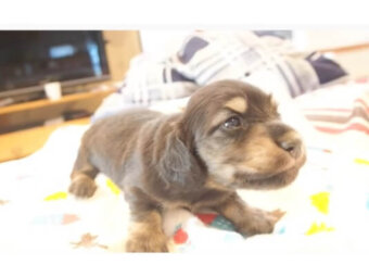 ダックスフンド,動画