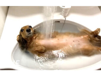 ダックスフンド,動画