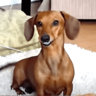 ダックスフンド,動画