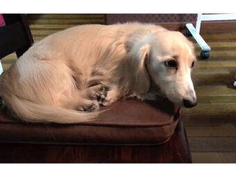 ダックスフンド,動画