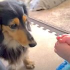 ダックスフンド,動画