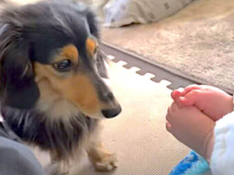 ダックスフンド,動画