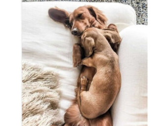 ダックスフンド,動画