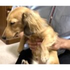 ダックスフンド,動画