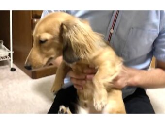 ダックスフンド,動画