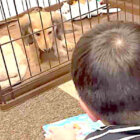 ダックスフンド,動画