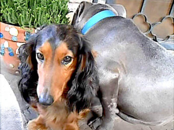 ダックスフンド,動画