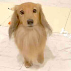 ダックスフンド,動画