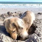 ダックスフンド,動画