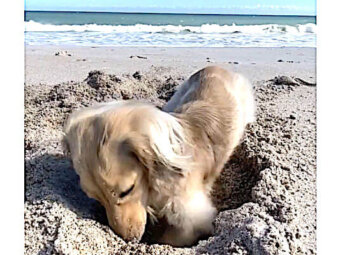 ダックスフンド,動画