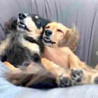 ダックスフンド,動画