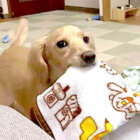 ダックスフンド,動画