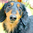 ダックスフンド,動画