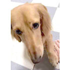 ダックスフンド,動画