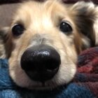 ダックス