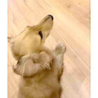 ダックスフンド,動画