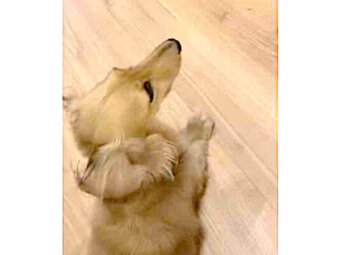 ダックスフンド,動画