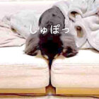 ダックスフンド,動画