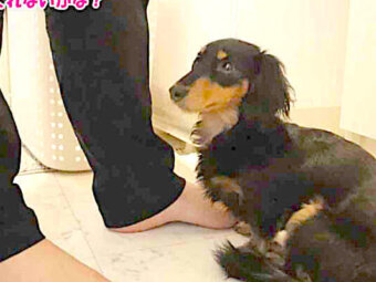 ダックスフンド,動画