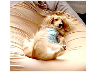 ダックスフンド,動画