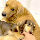 ダックスフンド,動画