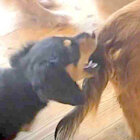 ダックスフンド,動画