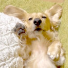 ダックスフンド,動画