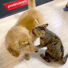 ダックスフンド,猫,動画