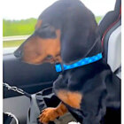 ダックスフンド,動画