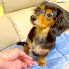 ダックスフンド,動画