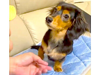 ダックスフンド,動画